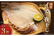  【肉厚】イカ一夜干し　大　3枚