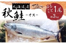 秋鮭　1尾（オス）　約3Kg