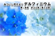 生花 みついし花だより デルフィニウム 青 水色 計 20本 (各10本) スプレータイプ ＜ 10月15日 までの受付 ＞