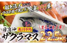  ＜ 2026年5月から順次発送 ＞ 北海道産 サクラマス 2～2.5kg まるごと 1尾 北海道 鱒 マス 旬 新鮮 魚 鮮魚 活〆  ＜ 予約受付 ＞