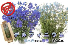訳あり 不揃い デルフィニウム 約 30本 ＜ 10月15日 までの受付 ＞ お花 花