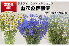 ＜定期便5回＞お花の定期便 デルフィニウム マトリカリア＜7月より発送＞ お花 花