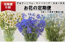 ＜定期便6回＞ お花 の 定期便 デルフィニウム マトリカリア スターチス ＜6月より発送＞