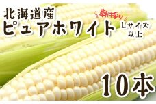 ＜ 10月上旬より発送開始 ＞ 北海道産 白い とうもろこし 10本 Lサイズ 以上 ピュアホワイト 朝採れ とうきび 野菜 新鮮 冷蔵 北海道 新ひだか町 ＜ 予約受付 ＞