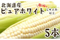 ＜ 10月上旬より発送開始 ＞ 北海道産 白い とうもろこし 5本 Lサイズ 以上 ピュアホワイト 朝採れ とうきび 野菜 新鮮 冷蔵 北海道 新ひだか町 ＜ 予約受付 ＞