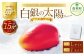 ［先行受付］おとふけ産マンゴー「白銀の太陽プレミアム」Lサイズ×1玉【D23】《2025年11月上旬より発送開始予定》