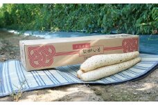 令和6年産「JAおとふけ」ながいも4本セット【B70】