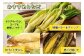 丸焼き、天ぷら、サラダやパスタなど様々なお料理でお楽しみいただけます。