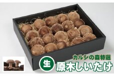 Y-1301 カルシの森の特選 原木椎茸(生)