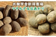 F-1504　共働学舎新得農場産じゃがいも「マチルダ」＆「北あかり」8kg