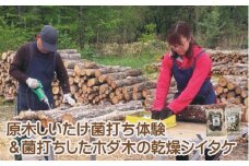 AL-5002 原木シイタケの菌打ち体験＆自分で菌打ちしたホダ木から採れた乾燥シイタケ