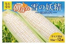先行受付！【2026年8月頃～発送開始！】北海道十勝清水町産 希少品種！ 白いとうもろこし 雪の妖精 サイズ混合 10～12本 北海道産 2026年 とうもろこし とうきび 産直 産地直送 清水町 北海道 _S021-0017