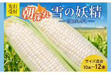 先行受付！【2026年8月頃～発送開始！】北海道十勝清水町産 希少品種！ 白いとうもろこし 雪の妖精 サイズ混合 10～12本 北海道産 2026年 とうもろこし とうきび 産直 産地直送 清水町 北海道 _S021-0017