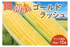 先行受付！【2026年8月頃～発送開始！】北海道十勝清水町産 黄金の甘さ ゴールドラッシュ！サイズ混合 10～12本 北海道産 2026年 とうもろこし とうきび 産直 産地直送 清水町 北海道 _S021-0019