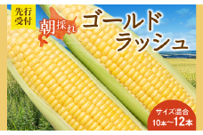 先行受付！【2026年8月頃～発送開始！】北海道十勝清水町産 黄金の甘さ ゴールドラッシュ！サイズ混合 10～12本 北海道産 2026年 とうもろこし とうきび 産直 産地直送 清水町 北海道 _S021-0019