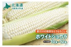 【2025年8月～発送開始！】北海道十勝清水町産 白いとうもろこし ホワイトショコラ サイズ混合 10～12本 北海道産 2025年 とうもろこし とうきび 産直 産地直送 清水町 北海道 _S021-0018