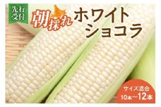 先行受付！【2026年8月頃～発送開始！】北海道十勝清水町産 白いとうもろこし ホワイトショコラ サイズ混合 10～12本 北海道産 2026年 とうもろこし とうきび 産直 産地直送 清水町 北海道 _S021-0018
