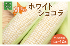先行受付！【2026年8月頃～発送開始！】北海道十勝清水町産 白いとうもろこし ホワイトショコラ サイズ混合 10～12本 北海道産 2026年 とうもろこし とうきび 産直 産地直送 清水町 北海道 _S021-0018