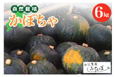 北海道十勝芽室町　自然菜園ふたば　宇佐美亮のかぼちゃ6kg　me074-004c