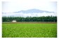 鎌田農園の風景