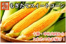 《先行受付/期間限定 200セット》[北海道・十勝 美しい村] 早い者勝ち！！産地直送★太陽の恵みを限りなく浴びたもぎたてスイートコーン 10本 とうもろこし トウモロコシ コーン 野菜 冷蔵 国産 【2025年7月上旬-9月下旬 発送予定】[015-0092]