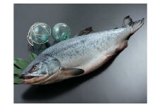 海産問屋カネニ　新巻鮭１本物２ｋｇ前後（D0013）