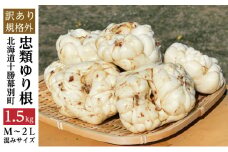 【規格外】十勝幕別 忠類ゆり根 1.5kg（M～2L）9～15玉【 北海道 幕別町 忠類 十勝 高級食材 お正月 料理 訳あり 】 