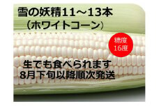 訳あり 北海道 雪の妖精（ホワイトコーン）11～13本入り 5キロ とうもろこし トウモロコシ 数量限定 期間限定 甘い 朝採り 5㎏