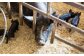 国産の黒豚肉を思う存分楽しめる大人気の焼肉セット！ハンバーグも一緒に！