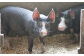 国産の黒豚肉を思う存分楽しめる大人気のしゃぶしゃぶセット！ハンバーグも一緒に！