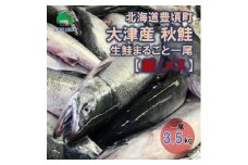 北海道豊頃町大津産 秋鮭 生鮭まるごと一尾【雌/メス】（約3.5kg）[№5891-0730]