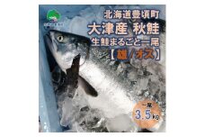 【期間限定！再掲商品】北海道豊頃町大津産 秋鮭 生鮭まるごと一尾【雄/オス】（約3.5kg）[№5891-0729]