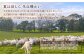ムートン 羊 羊毛 天然素材 インテリア マット 足寄町 北海道