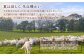 ムートン 羊 羊毛 天然素材 インテリア マット 足寄町 北海道