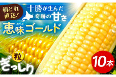 北海道 朝もぎ とうもろこし 10本（恵味ゴールド）《足寄町》【党崎農場】トウモロコシ 甘い  10000 10000円 [BEAA003]