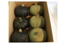 北海道 かぼちゃ 約12kg（ダークホース・とっておき）《足寄町》【足寄アグリバイオ株式会社】かぼちゃ カボチャ ダークホース とっておき ハロウィン グラタン スープ 旬 新鮮 北海道産 道産 寒冷地 あしょろ12200 12200円 [BEAC004]