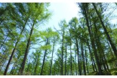 カーボンオフセット CO2（二酸化炭素）吸収量 1t《足寄町》【北海道森林バイオマス吸収量活用推進協議会】CO2 CO2吸収 二酸化炭素 SDGs 温暖化 環境 木片ペレット ゼロカーボン あしょろ 北海道38100 38100円 [BEAS001]