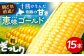 【朝どれ直送！】十勝が生んだ奇跡の甘さ「恵味ゴールド」粒ぎっしり15本