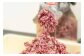 北海道産 エゾ鹿 鹿 シカ肉 鹿肉 生肉 ミンチ ペットフード あしょろ