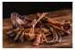 北海道産 エゾ鹿 鹿 シカ肉 鹿肉 ドライ ジャーキー ペットフード あしょろ