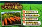 北海道産 甘い 人参 野菜 根菜 ニンジン 糖度高め サラダ 規格外 訳あり