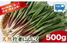 ギョウジャニンニク 冷凍天然行者にんにく 500g 株式会社ユーエム《60日以内に出荷予定(土日祝除く)》北海道 浦幌町 山菜 希少種 者ニンニク 幻の山菜 山菜 山の幸 野菜 疲労回復 健康 st-p