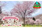 別保公園の桜
