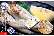 北海道産 干ししゃも メス40尾  北海道 干物 ひもの 魚 ししゃも シシャモ 魚貝類  [№5863-0392]