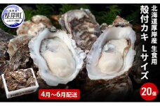 2025年4月～6月配送 厚岸産　殻付カキ Lサイズ20個（生食用）牡蠣　[№5863-0962]