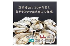 厚岸で産まれ30ヵ月育成 北海道 厚岸産 牡蠣 カキえもん LLサイズ 20個 カキ[№5863-1137]