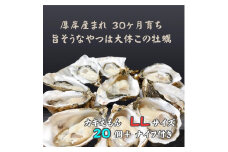 厚岸で産まれ30ヵ月育成 北海道 厚岸産 牡蠣 カキえもん LLサイズ 20個 カキ[№5863-1137]