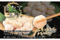 ぷりぷり食感が魅力的なホタテです。