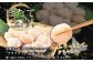 食べ応えのあるホタテです！