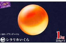 シラリカいくら（生いくら） 1kg(250g×4) お好みに味付けができます いくら イクラ 生いくら 生イクラ 小分け いくら醤油漬 鮭いくら 鮭イクラ 鮭 鮭卵 イクラ醤油漬 いくら醤油漬け ikura 醤油いくら 醤油イクラ 冷凍いくら いくら無添加 いくら鮭 ふるさと納税 ふるさとチョイス チョイス 北海道 白糠町